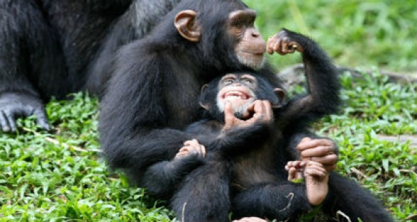 Apes can distinguish between true and false beliefs in others, study suggests