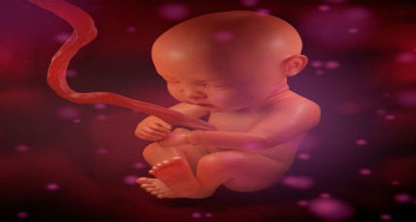 Learning language in the womb