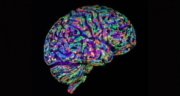 Αποκρυπτογραφώντας τη «γλώσσα» του εγκεφάλου